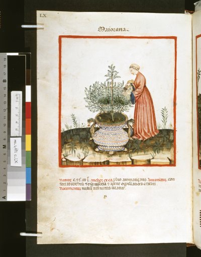Theatrum sanitatis door Ububchasym de Baldach: 