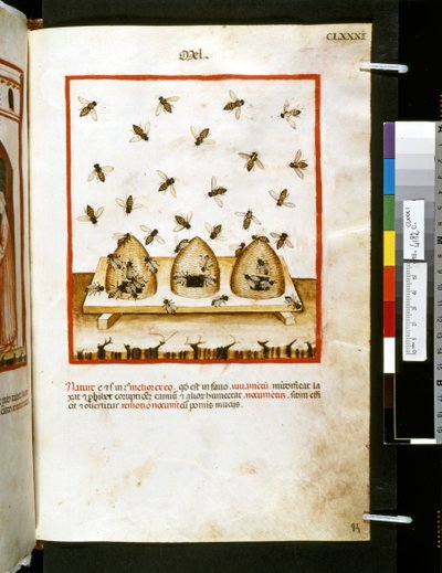 Theatrum sanitatis door Ububchasym de Baldach: 