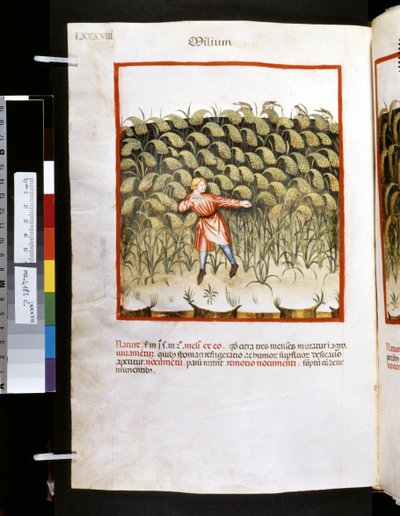 Theatrum sanitatis door Ububchasym de Baldach: 