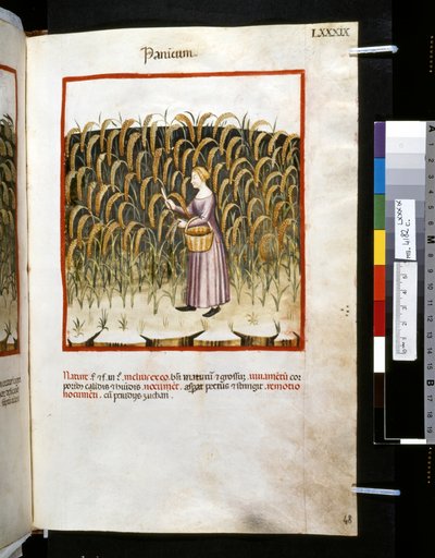 Theatrum sanitatis door Ububchasym de Baldach: 