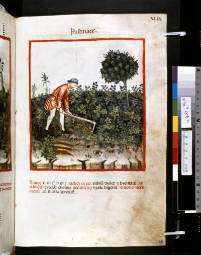 Theatrum sanitatis door Ububchasym de Baldach: 