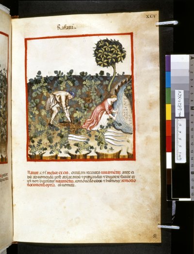 Theatrum sanitatis door Ububchasym de Baldach: 