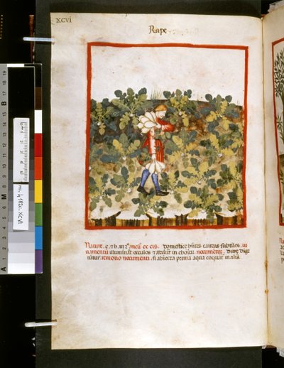 Theatrum sanitatis door Ububchasym de Baldach: 
