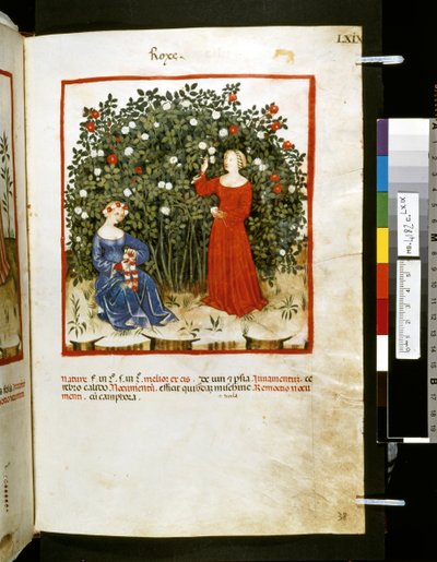 Theatrum sanitatis door Ububchasym de Baldach: 