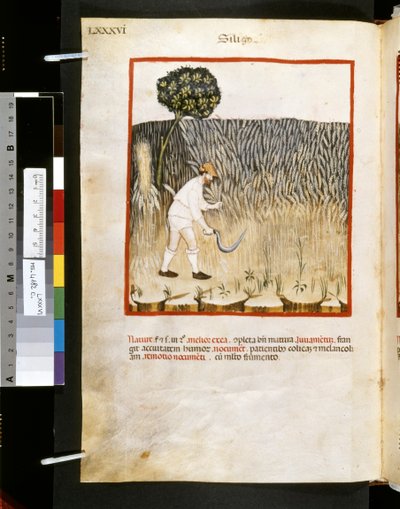 Theatrum sanitatis door Ububchasym de Baldach: 