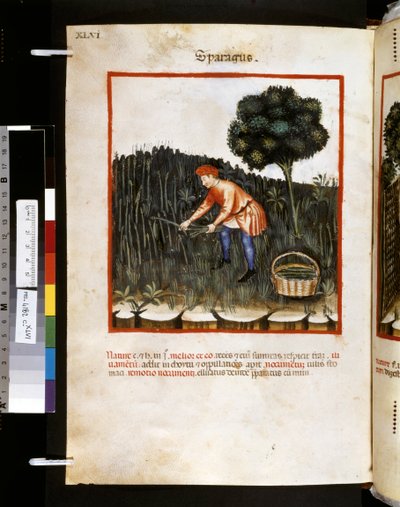 Theatrum sanitatis door Ububchasym de Baldach: 