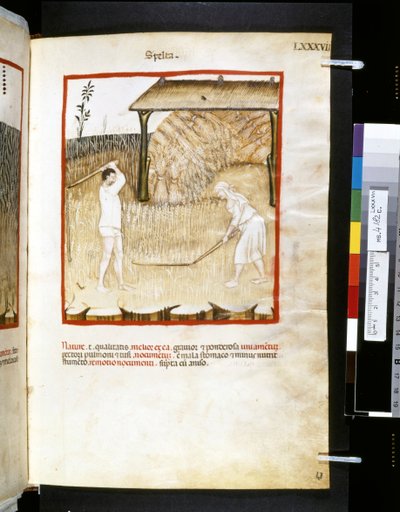 Theatrum sanitatis door Ububchasym de Baldach: 