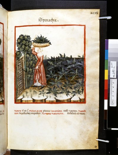 Theatrum sanitatis door Ububchasym de Baldach: 