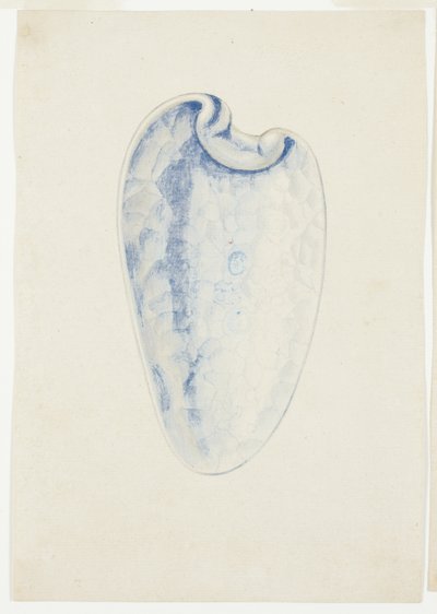 Overzicht van lavendel langwerpige schelp door Giuseppe Grisoni