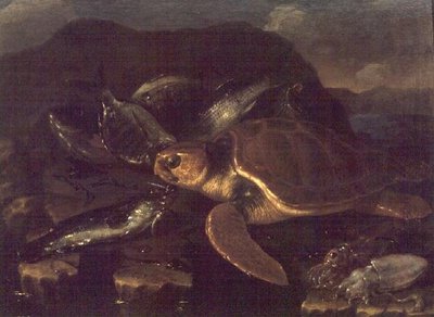 Stilleven met een vis en een schildpad door Giuseppe Recco