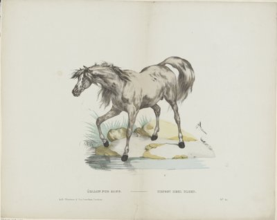 Étalon pur sang door Glenisson and Van Genechten
