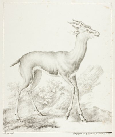 Antilope door Gottfried Engelmann