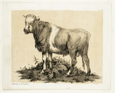 De Stier door Gottfried Engelmann
