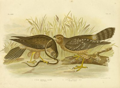 Geallieerde Harrier of Gevlekte Harrier, 1891 door Gracius Broinowski