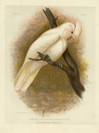 Bloedbevlekte Kaketoe, 1891 door Gracius Broinowski