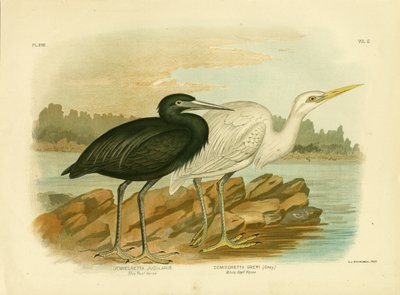 Blauwe Rifreiger, 1891 door Gracius Broinowski