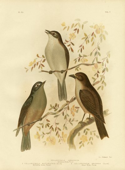Harmonieuze Klauwier-Lijster of Grijze Klauwier-Lijster, 1891 door Gracius Broinowski