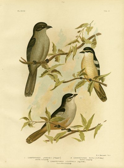 Jardines Campephaga of gewone cicadevogel, 1891 door Gracius Broinowski