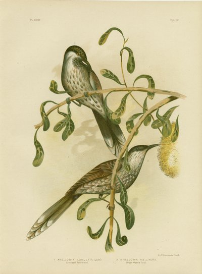 Lumulated Wattlebird of Kleine Wattlebird, 1891 door Gracius Broinowski