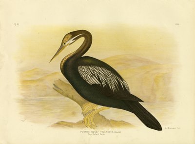 New Holland Darter, 1891 door Gracius Broinowski