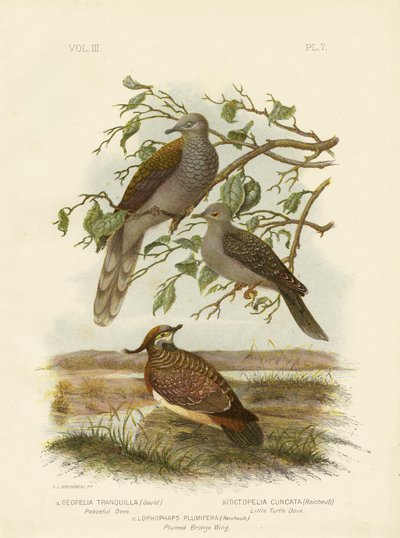 Vredesduif, 1891 door Gracius Broinowski