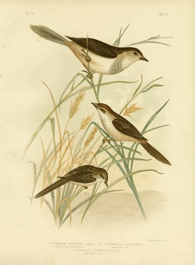 Roodgetinte Cincloramphus of Roodzanglijster door Gracius Broinowski