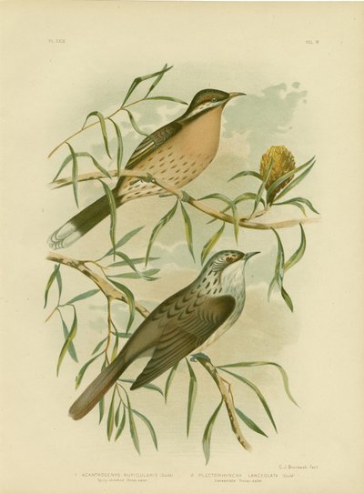 Spiny-Cheeked Honeyeater, 1891 door Gracius Broinowski