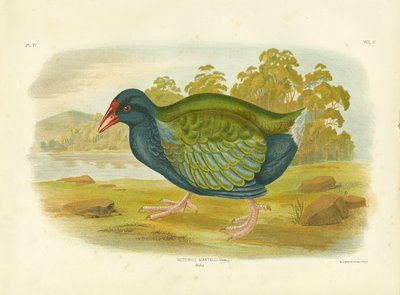Takahe door Gracius Broinowski
