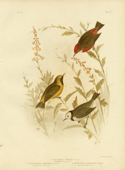 Tricolored Ephthianura, 1891 door Gracius Broinowski