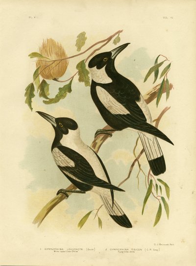 Witgerugde Kraaienklauwier, 1891 door Gracius Broinowski