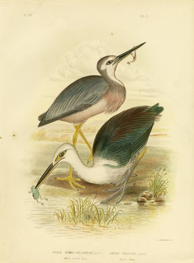 Witwangreiger, 1891 door Gracius Broinowski