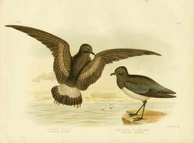 Geel-gevleugelde stormvogel, 1891 door Gracius Broinowski
