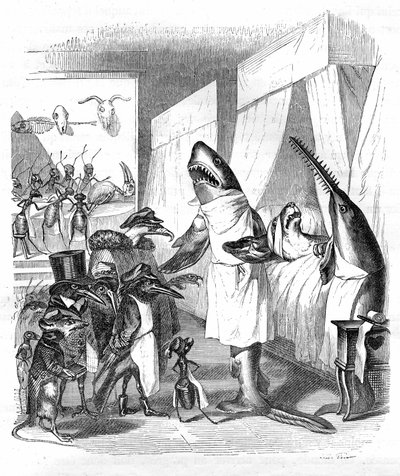 Cartoon: Vissen - dokters: Grandville gravure, uit het boek “Privé en openbaar leven van dieren (Les animaux peints par eux-mêmes)”, Hetzel editie 1867 p. 551 - Een haai en een zaagvis (Viszaag) aan het bed van een zieke in bed. door Grandville (1803 47)