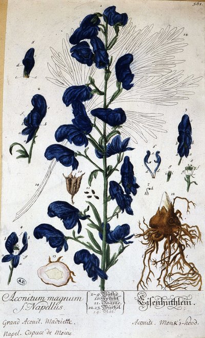 Grote monnikskap (aconitum magnum) - in 