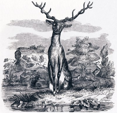 Het hert dat zichzelf in het water ziet - Fabels van La Fontaine door Grandville