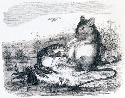 De kikker en de rat (La grenouille et le rat) - Fabels van La Fontaine door Grandville