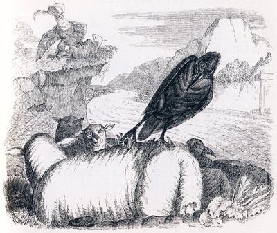 De raaf die de adelaar wil imiteren (le corbeau voulant imiter l