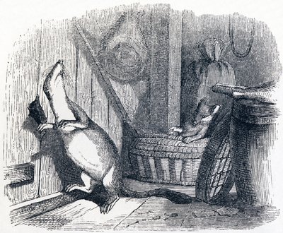 De wezel komt een zolder binnen (La belette entree dans un grenier) - Fabels van La Fontaine door Grandville