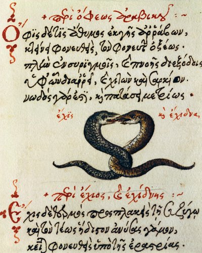 Slang koppeling, test en miniatuur uit De animalium natura et proprietate libellus, door Aelianus door Greek School