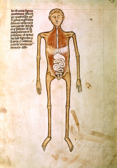ANATOMIE: Miniatuur uit "Anatomie" door Guido da Vigevano, lijfarts van koning Filip VI van Frankrijk (miniatuur) door Guido da Vigevano da Pavia