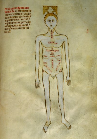 Anatomie- en chirurgische platen: lokalisatie van mannelijke organen in 