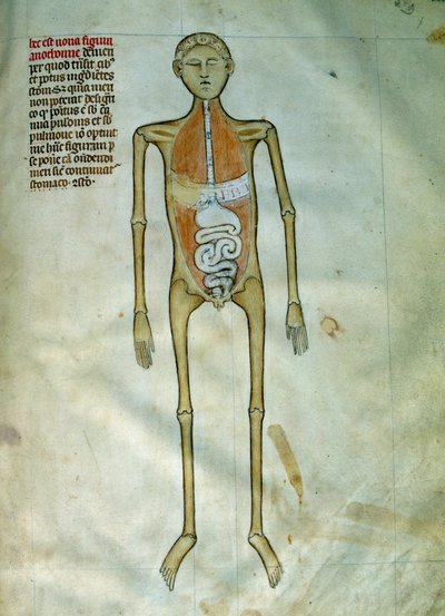 Geneeskunde: anatomie en chirurgisch bord dat een schors voorstelt. Weergave van het spijsverteringsstelsel. Pagina uit het manuscript 
