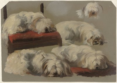 Studies van een wit schoothondje door Guillaume Anne van der Brugghen
