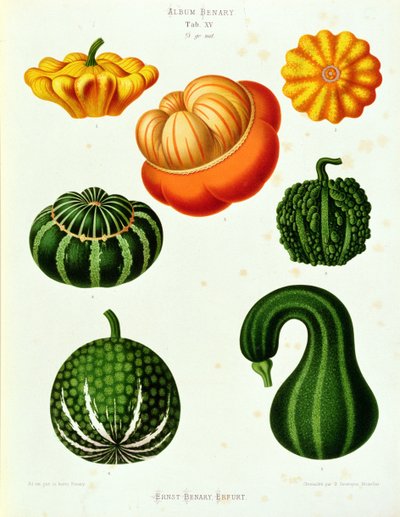 Courgettes: uit het "Album Benary" Tab. XV door Guillaume Severeyns
