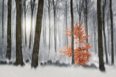 Sinaasappelboom Winterbos door Gustav Davidsson