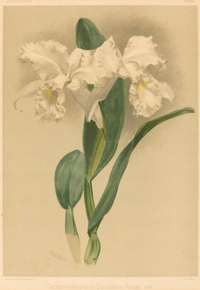 Cattleya Mendelii Quorndon House Var. door Gustav Leutzsch after Henry George Moon
