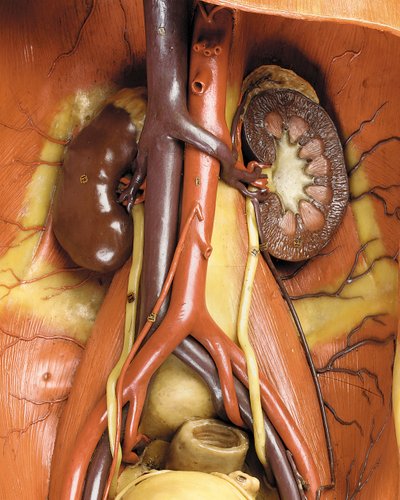 Detail van een mannelijk anatomisch ecorché model, met spieren, slagaders en aderen, de bloedsomloop en het zenuwstelsel door Gustav Zeiller