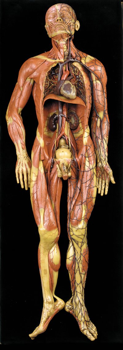 Mannelijk anatomisch ecorche model, toont spieren, slagaders en aders, de bloedsomloop en het zenuwstelsel door Gustav Zeiller
