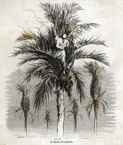 De binding van de palmbomen in Elche, met als doel de witheid te behouden, om ze te vlechten, tekening door Gustave Doré (1832-1883), om zijn reis naar Spanje in 1862 te illustreren, met Ch. Davillier. Gravure in 