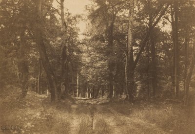 Bas-Bréau, Bos van Fontainebleau, 1849-1852 door Gustave Le Gray